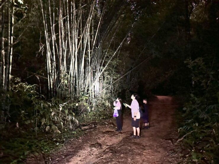 Khao Sok Jungle Sunset Wildlife Encounter & Bamboo Rafting - Activity Details