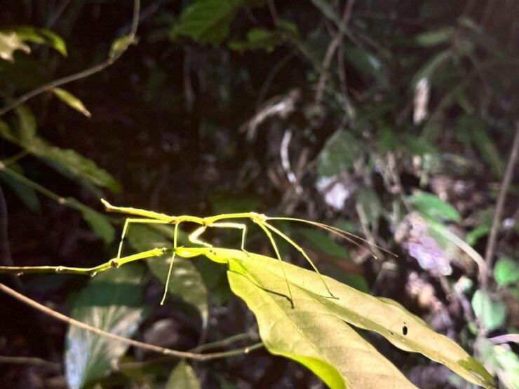 Khao Sok Jungle Sunset Wildlife Encounter & Bamboo Rafting - Wildlife Encounter on Bamboo Rafts