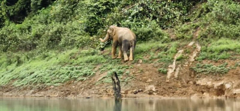 Khao Sok National Park: 3-day nature & jungle tour on Cheow Lan Lake - Introduction: An Authentic Thai Jungle Adventure