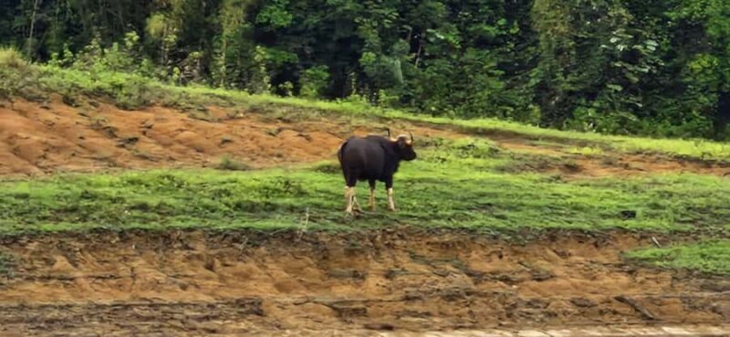 Khao Sok National Park: 3-day nature & jungle tour on Cheow Lan Lake - What to Expect and Practical Details