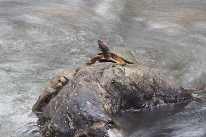 Khao Sok National Park Half-Day Paddling Tour  - Khao Lak - Traveler Photos