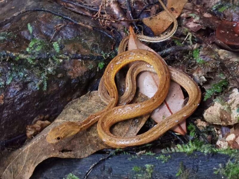 Khao Sok : One day lake trip with Diamond Cave - Exploring Khao Sok: One Day Lake Trip with Diamond Cave – An Authentic Adventure