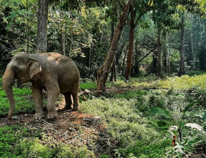 Khao Sok: Private Ethical Elephant Sanctuary Adventure - Analyzing the Value: Is It Worth $60?