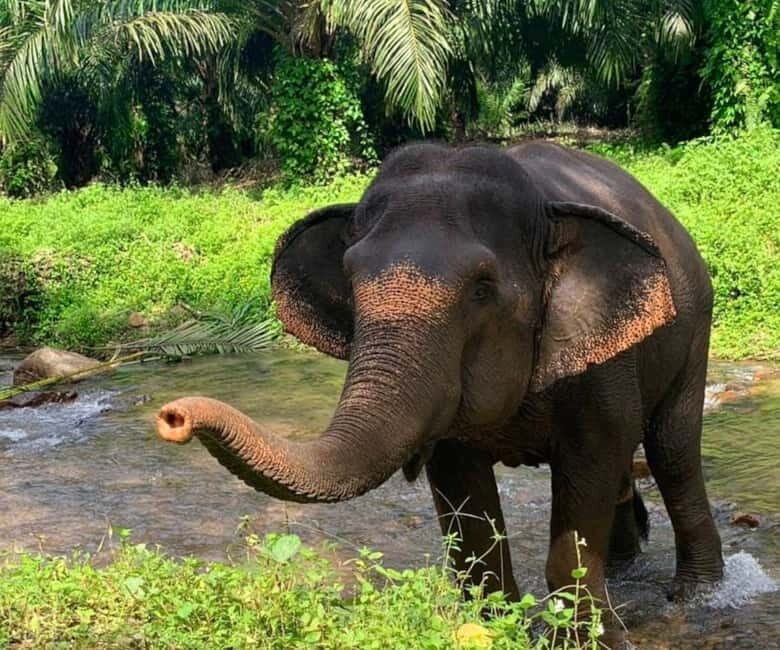 Khao Sok: Private Ethical Elephant Sanctuary Adventure - Practical Details You Need to Know
