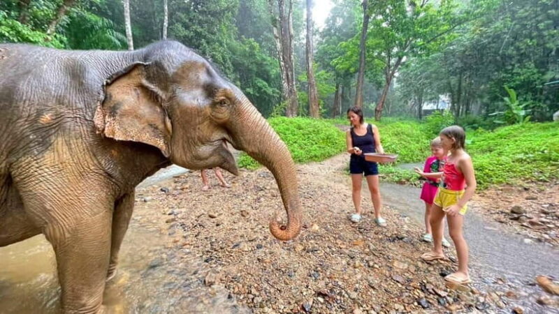 Khao Sok: Private Ethical Elephant Sanctuary Adventure - Good To Know