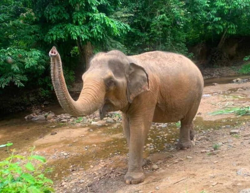 Khao Sok: Private Ethical Elephant Sanctuary Adventure - The Bottom Line