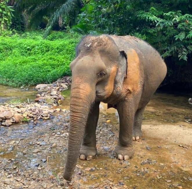 Khao Sok: Private Ethical Elephant Sanctuary Adventure - FAQs