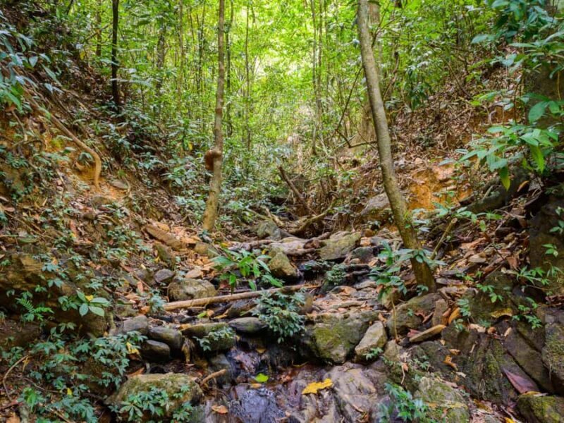 Khao Sok: Private Jungle Trek, Waterfall Swim & Bamboo Lunch - FAQs