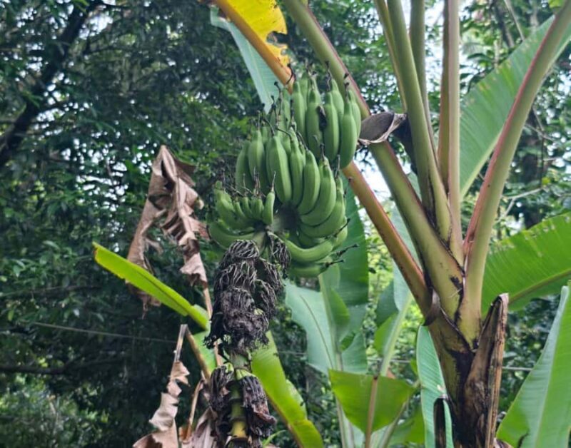 Khao Sok: Private Local Life Bike Tour with Fruit Tasting - What to Expect on the Khao Sok Bike Tour