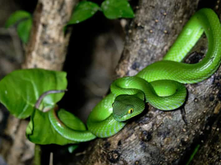 Khao Sok: Private Night Safari Adventure W/ Hotel Transfer - Good To Know