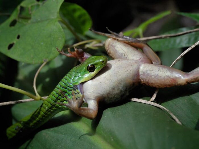 Khao Sok: Private Night Safari Adventure W/ Hotel Transfer - Ecosystem and Nocturnal Wildlife