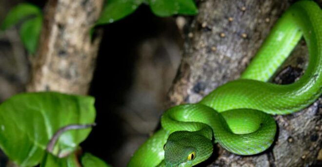 Khao Sok: Private Night Safari Adventure W/ Hotel Transfer - Detailed Adventure Description