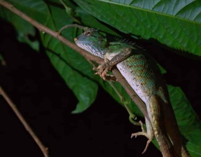 Khao Sok: Private Night Safari Adventure W/ Hotel Transfer - Important Information