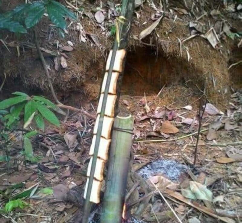 Khao Sok: Sunrise Wildlife Trek with Jungle Breakfast - FAQ