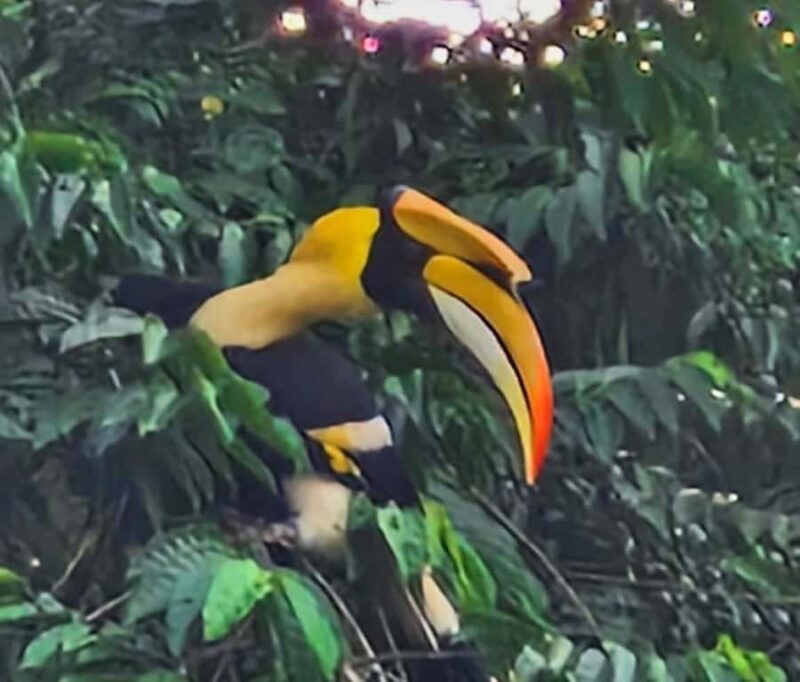 Khao Sok: Sunrise Wildlife Trek with Jungle Breakfast - What Makes This Tour Stand Out