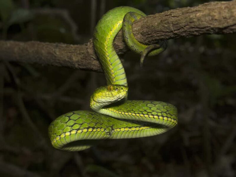 Khao Sok: Sunrise Wildlife Trek with Jungle Breakfast - What Not to Expect