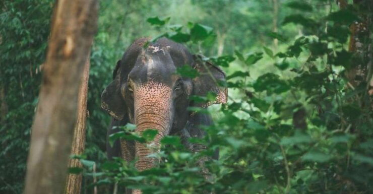 Khao Sok: Unique Dawn Ethical Elephant Sanctuary Experience - Activity Details