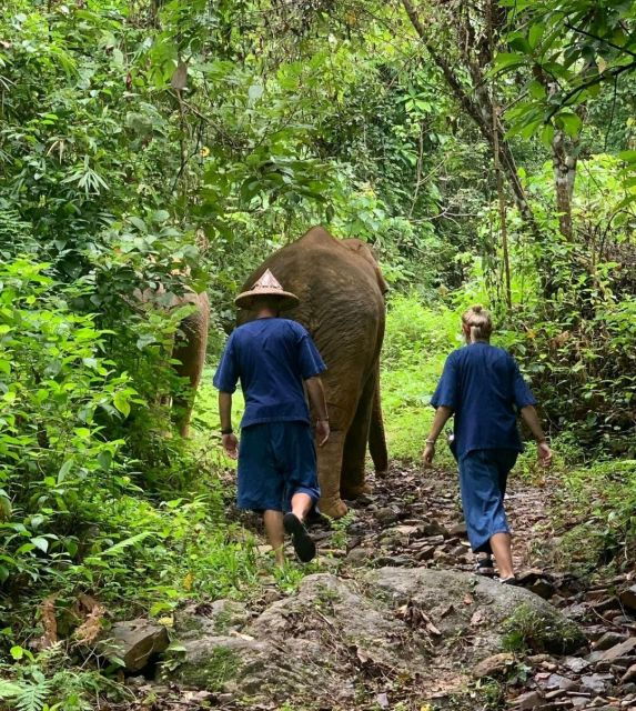 Khao Sok: Unique Dawn Ethical Elephant Sanctuary Experience - Experience Highlights