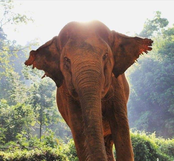 Khao Sok: Unique Dusk Ethical Elephant Sanctuary Experience - Elephant Encounter