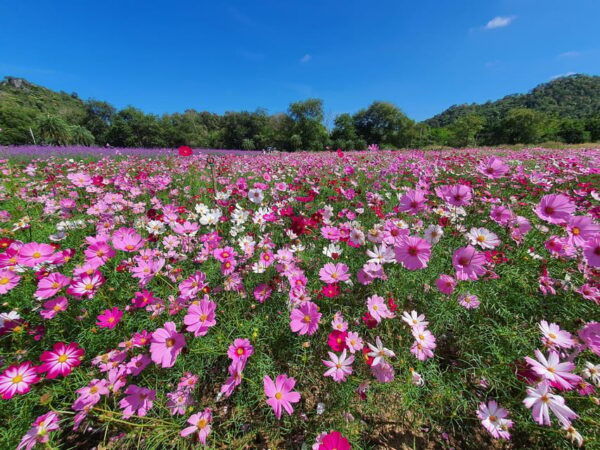 Khao Yai: All-Time Favorites Private Car Tour From Bangkok - What to Bring Along