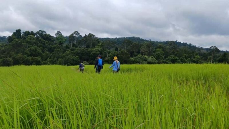 Khao Yai Jungle Walk & Haew Suwat Falls + Pickup & Thai Set - The Journey to Khao Yai: What to Expect