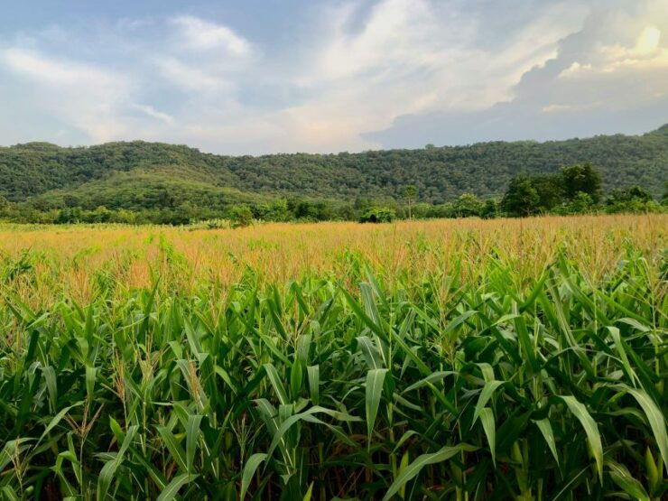 Khao Yai National Park - 1 N Camping - Transportation to Khao Yai National Park