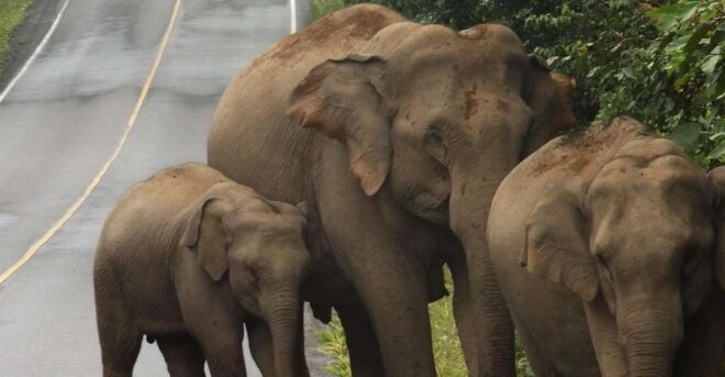 Khao Yai National Park: 2-Day Private Tour From Bangkok - Review Summary