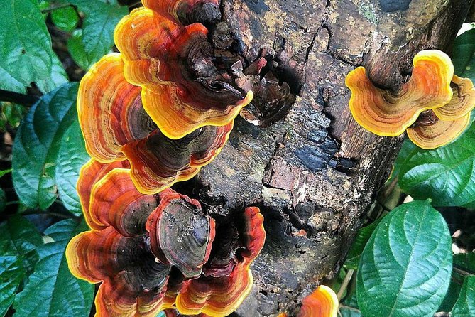 Khao Yai National Park Hiking Day Tour: Haew Narok and Haew Suwat - Waterfalls and Scenic Views