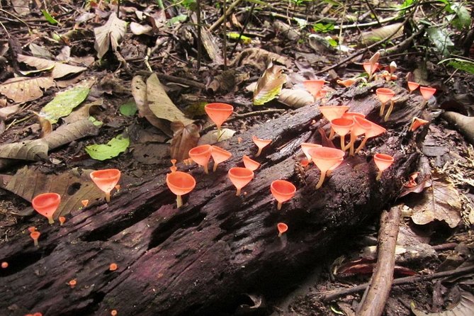 Khao Yai National Park Hiking Day Tour: Haew Narok and Haew Suwat - Booking and Pricing Information