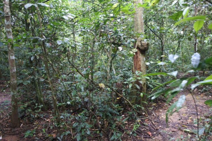 Khao Yai National Park Private Transfer With Optional Trek - Activity Details