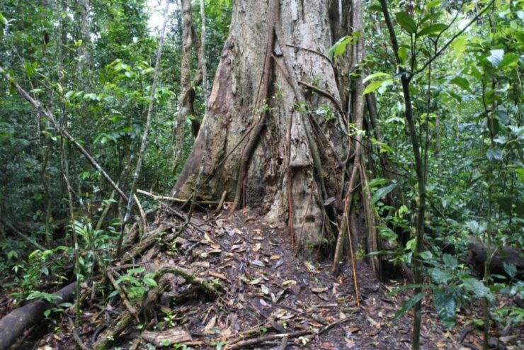 Khao Yai National Park Private Transfer With Optional Trek - Experience at Khao Yai National Park