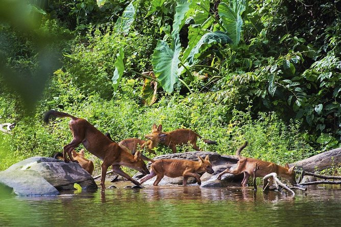 Khao Yai National Park Tour From Bangkok Including Thai Cooking Class (Sha Plus) - Thai Cooking Class Experience