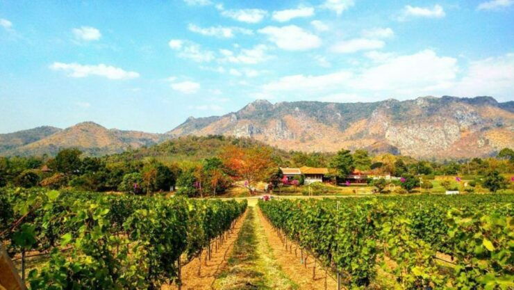 Khao Yai Vineyard Tasting Tour & Horse Farm Visit - Tour Experience