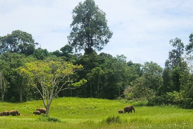 Khao Yai Waterfalls and Wilderness Private Chartered Tour - Good To Know