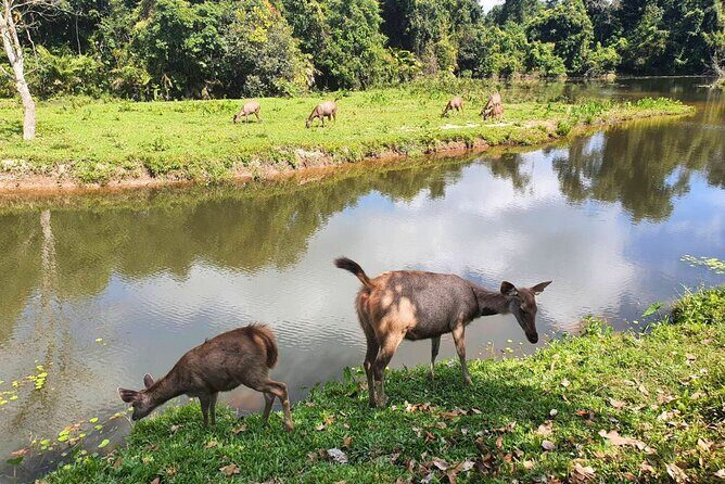 Khao Yai Waterfalls and Wilderness Private Chartered Tour - Transport and Logistics: Comfort and Convenience
