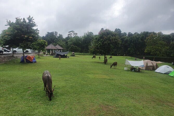 Khao Yai: Waterfalls, Deer Spotting & Jungle Walks Day Tour - The Sum Up