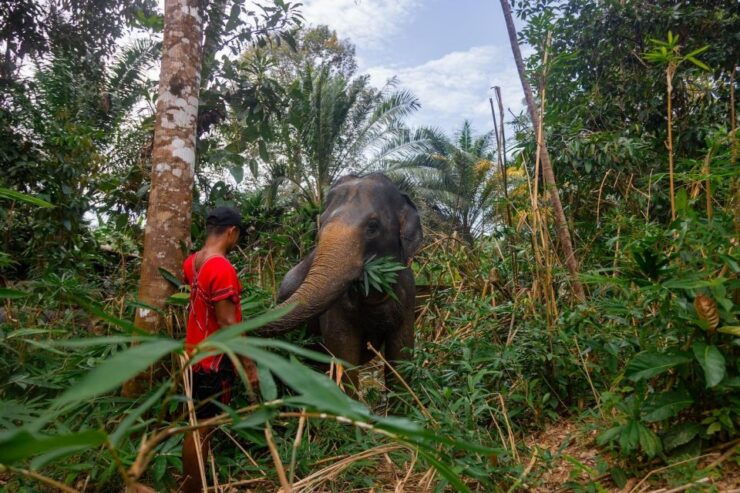 Khaolak Combo: Elephant Sanctuary Visit, ATV Tour & Lunch - Elephant Sanctuary Experience