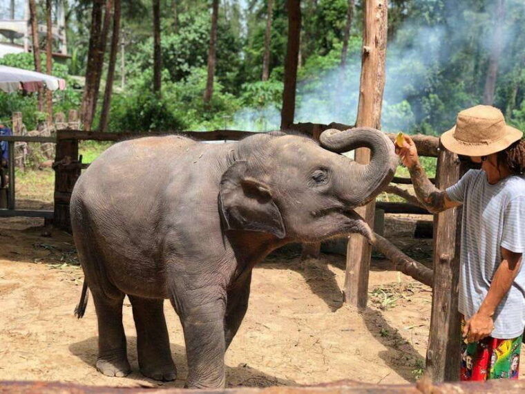 Khaolak: Elephant Interaction in Sanctuary With Bamboo Raft - Elephant Sanctuary Interaction