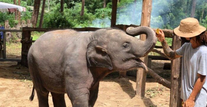 Khaolak: Elephant Interaction in Sanctuary With Bamboo Raft - Wat Lak Kaen Temple Visit