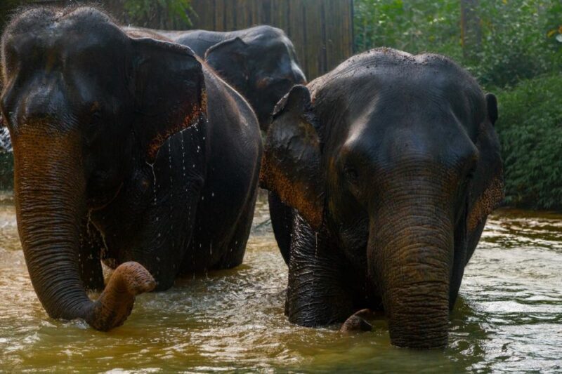 Khaolak: Elephant Sanctuary Guided Tour with Hotel Transfers - Authentic Experiences Reported by Visitors