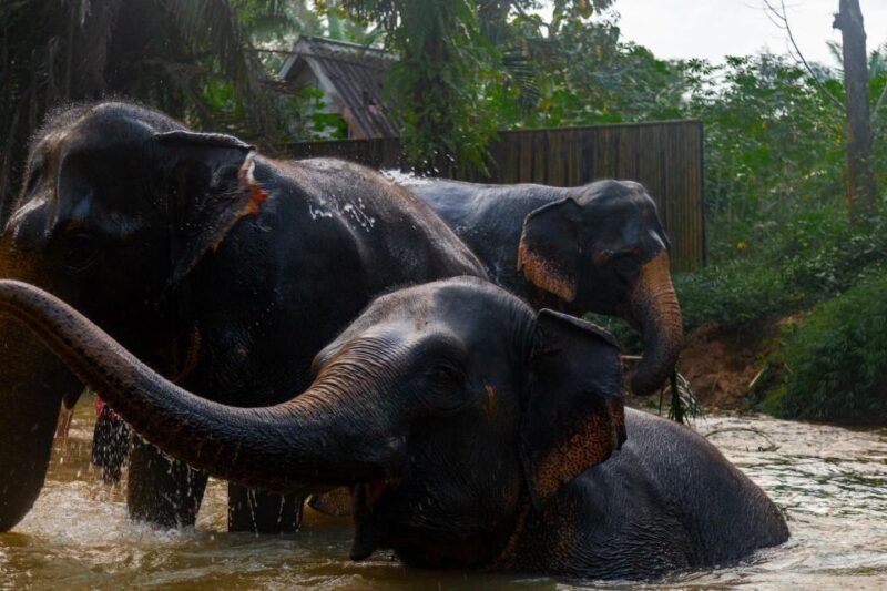 Khaolak: Elephant Sanctuary Guided Tour with Hotel Transfers - The Sum Up