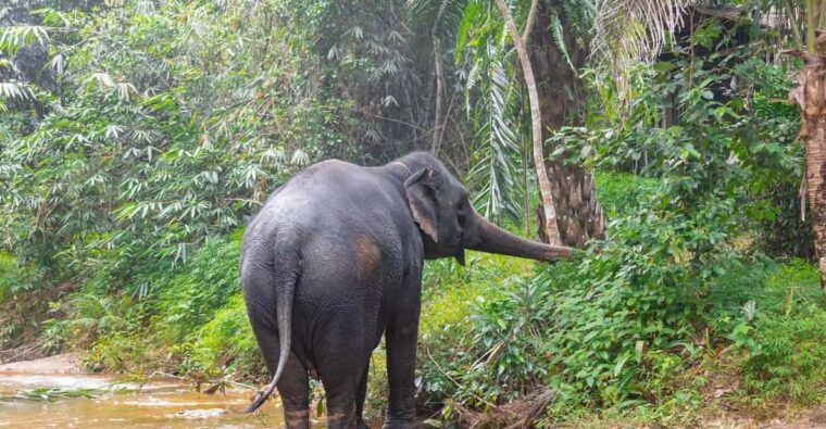 Khaolak: Elephant Sanctuary Guided Tour With Hotel Transfers - Highlights