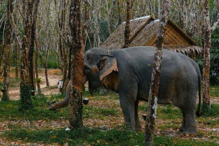 Khaolak: Elephant Sanctuary Guided Tour With Hotel Transfers - Getting to the Elephant Sanctuary