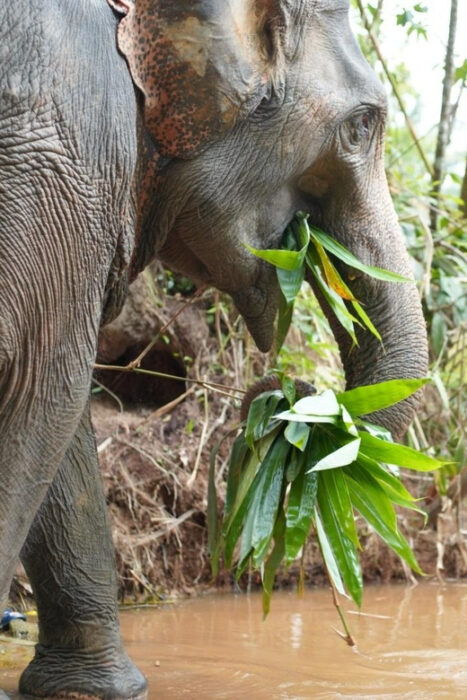 Khaolak: Elephant Sanctuary Guided Tour With Hotel Transfers - Why Visit the Khaolak Elephant Sanctuary