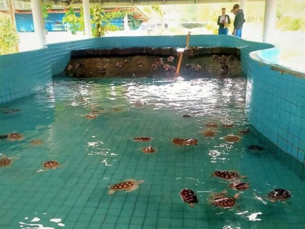 Khaolak: Elephant Sanctuary With Turtle Conservation Center - The Sum Up