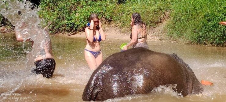 Khaolak: Elephant Sanctuary With Turtle Conservation Center - Pickup and Logistics