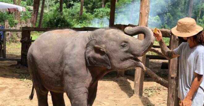 Khaolak: Elephant Sanctuary With Turtle Conservation Center - Itinerary Details