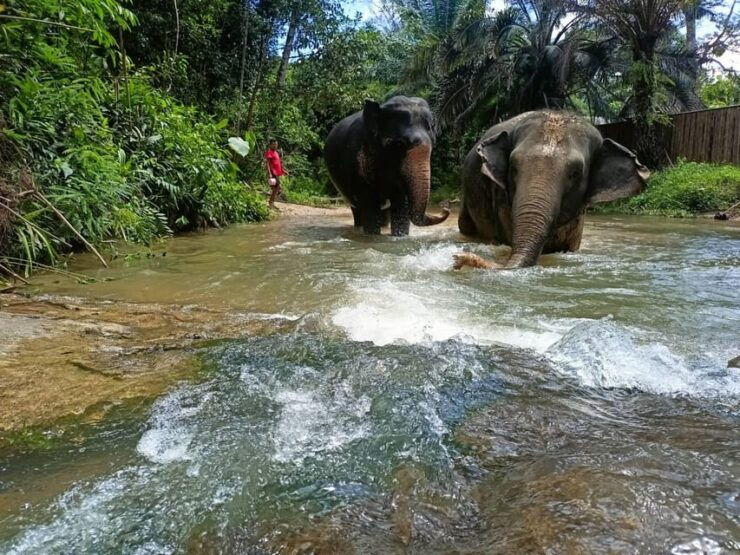Khaolak Ethical Elephant Nature Park Visit With Lunch - Itinerary and Activities
