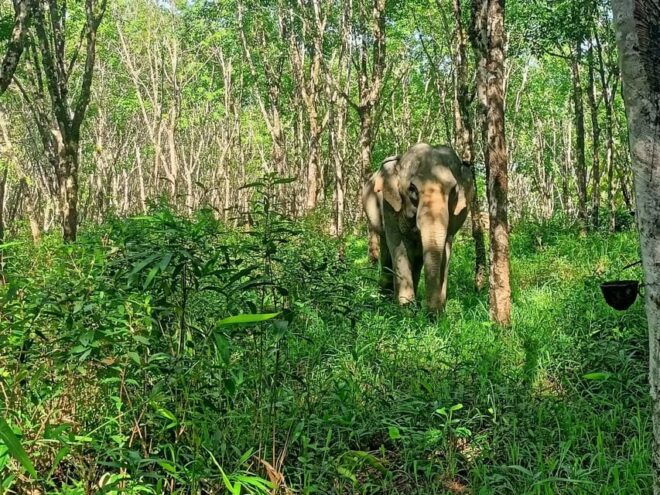 Khaolak Ethical Elephant Nature Park Visit With Lunch - Important Information