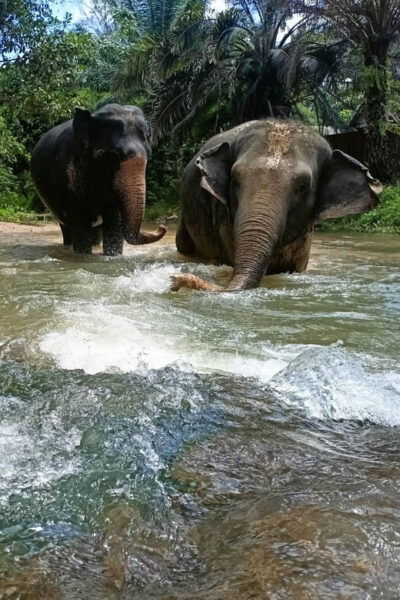 Khaolak Ethical Elephant Nature Park Visit With Lunch - What to Bring